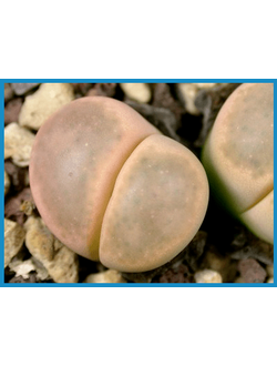 Lithops dinteri v. brevis C 084