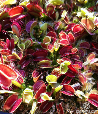 Dionaea muscipula Trichterfalle (Funnel trap)