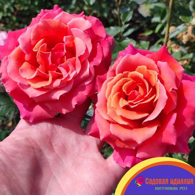 Купер Лайт (Cooper Lights)