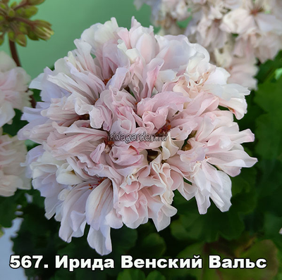Пеларгония Ирида Венский Вальс