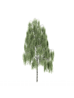 лиственные Береза 42