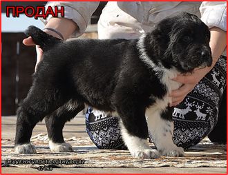 Кобель №2. ТАНГАТАР. Продан.