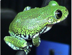 Танзанийская древесница (Leptopelis vermiculatus)