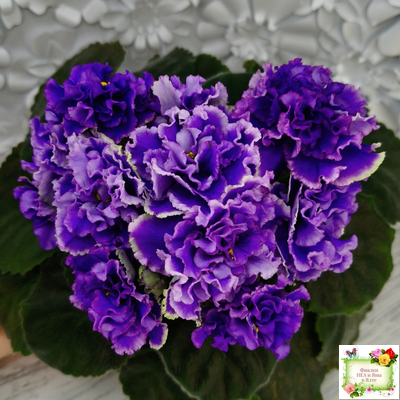 РМ-Синий Бриллиант (Н. Скорнякова) 2023 г.