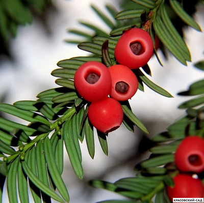 Тис Ягодный - Baccata