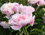 Paeonia pink chiffon
