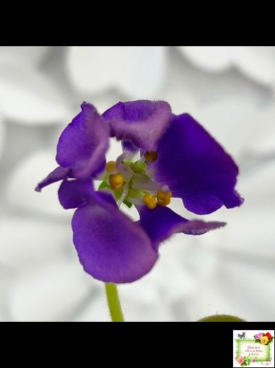 LV-Дудочка и Кувшинчик (Л. Шевелева) 2025 г. трейлер (детка сорт)