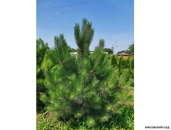 Сосна Пирамидалис - Pyramidalis