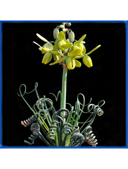 Albuca