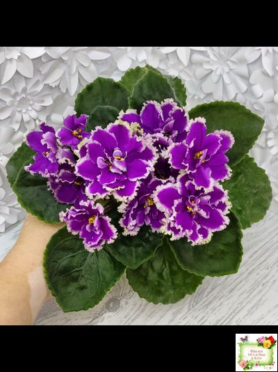 ЕК-Малахитовая Орхидея (Е. Коршунова) 2012 г.