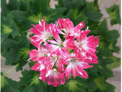 Пеларгония Butterfly Brian West