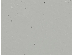 50202 Concrete Sphera Energetic коллекция яркого гомогенного линолеума Forbo купить с доставкой