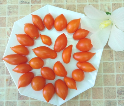 Томат Летнее искушение (Summer Temptation)