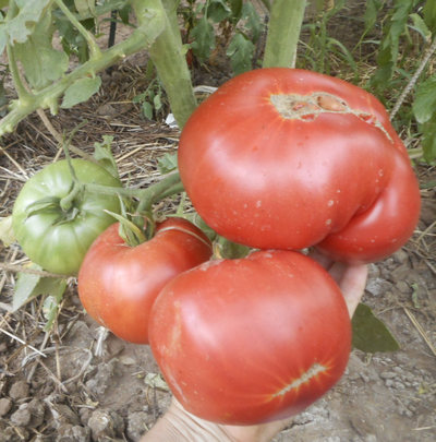 Томат Розовый из Барбастро (Rosa de Barbastro)