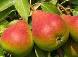 груша "северянка"летний сорт