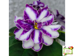 ЮШ-Надюша (Ю.Шаховцева) химера