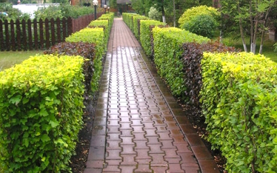 Пузыреплодник калинолистный Dart's Gold