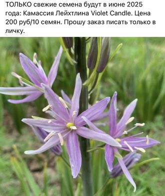 Камассия Лейхтлина Violet Candle