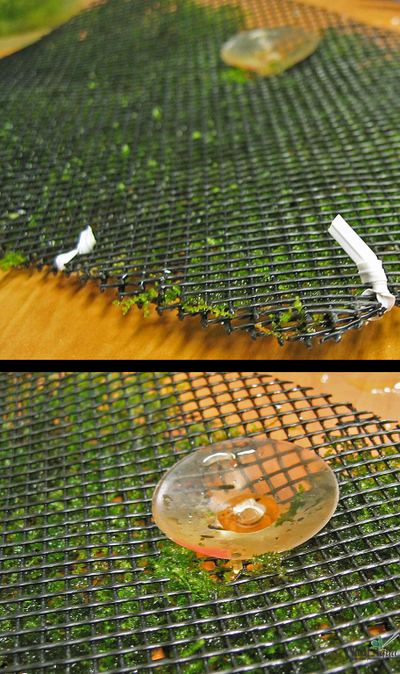 Сетка для мхов (пластик) 20см*10см