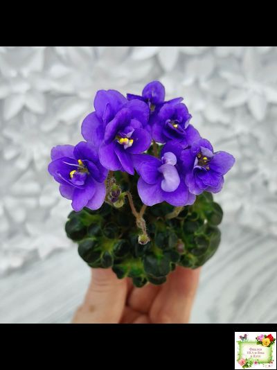 Mac&#039;s Pizza Pizzicato (G. McDonald) 01/31/2008 (гёрл-лист)