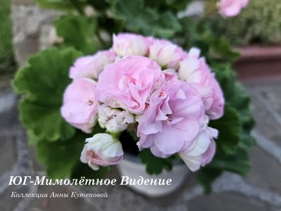 Пеларгония ЮГ-Мимолётное Видение