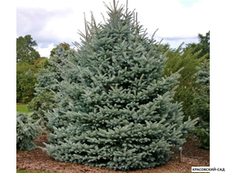 Ель Фат Альберт - Fat Albert