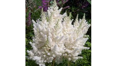 Астильба японская Элли ( Ellie)