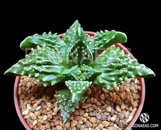 Faucaria Tuberculosa