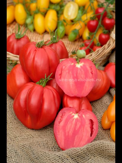 Томат Cuore Antico di Aqui Terme (Старинное сердце Акви Терме), 10 шт