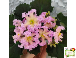 РМ-Оранжевое Лето (Н. Скорнякова) 2022 г. (детка)