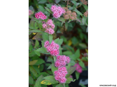 Спирея японская Мерло Грин