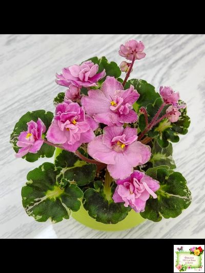 Snuggles Little Girl (S. Sorano) (пестролистный гёрл)