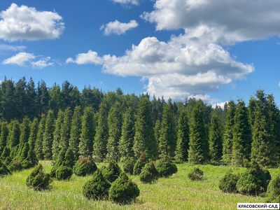 Туя Брабант 5 метров