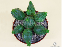 Молочай гибридный тучный х шаровидный - Euphorbia obesa x globosa