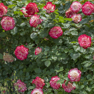 Юбилей Принца Монако