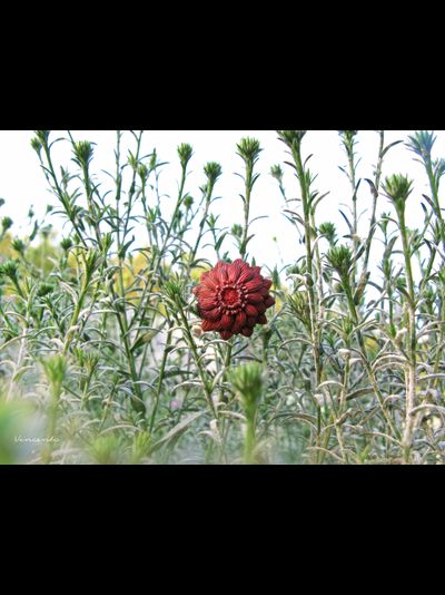 Кольцо-цветок "Рассветный Зачаровник"