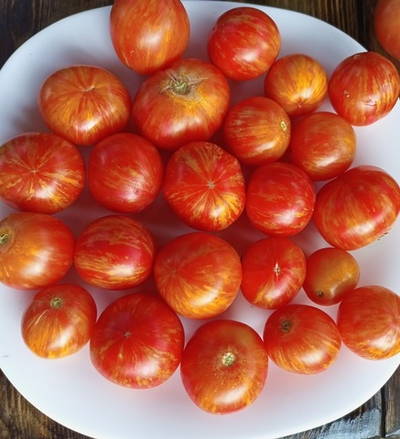 Томат гном Дельта Дивер желтый (Delta Diver yellow)  США