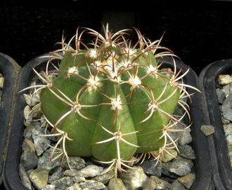 Melocactus matanzanus (D=35mm)