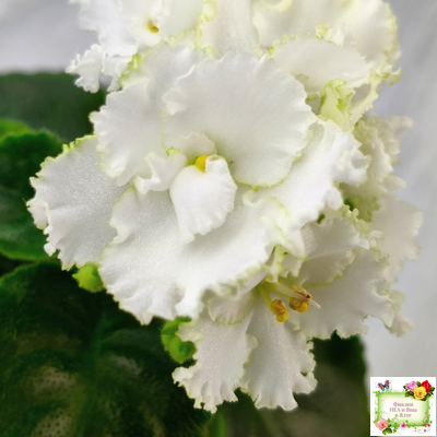 ML-Облако в Горах (Miniviolets Lux) 2022 г. (лист посажен 25.01.26)