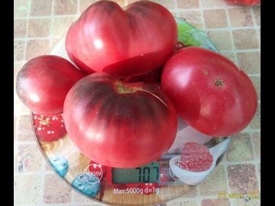 Томат KAS-21, Польша