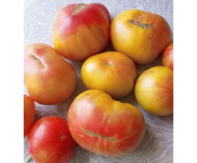 Томат Медовое авеню (Honey avenue)