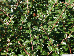 Кизильник Скогхолм - Skogholm