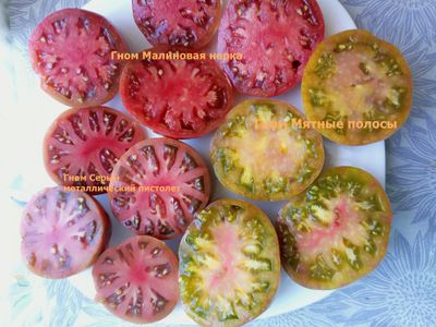 Томат гном Серый металлический пистолет (Gun Metal Grey)