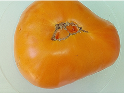 Томат Регби оранжевый (Rugby orange, США)