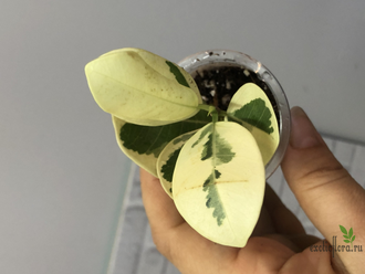 Фикус Джулия / Моклэйм вариегатный / ficus Giulia