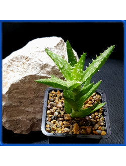 Aloe juvenna
