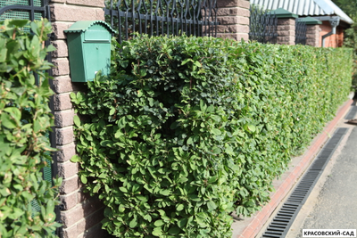 Живая изгородь из барбариса обыкновенного