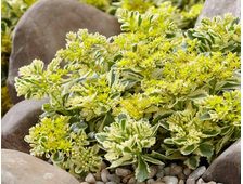 ОЧИТОК МИДДЕНДОРФА &quot;VARIEGATA&quot;, ЗКС