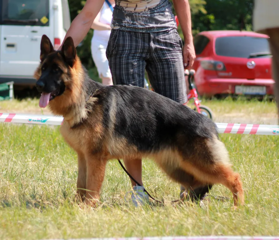 07.06.2014, выставка в Липецке, 1 место к классе щенки, "Лучший щенок", судья - Kozorez D. (Ukraine)
