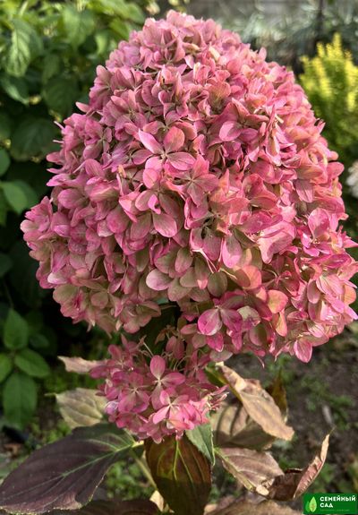Гортензия метельчатая "Пиксио"